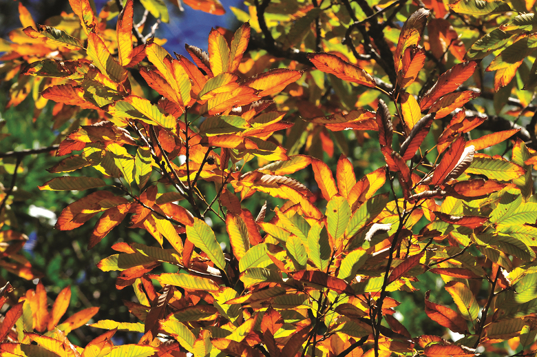 栓皮櫟的葉子到了秋天開始轉黃變紅，陽光下璀璨奪目／羅乾烽攝