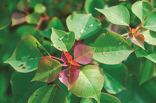 烏桕在秋天優雅的轉紅／洪清漳攝