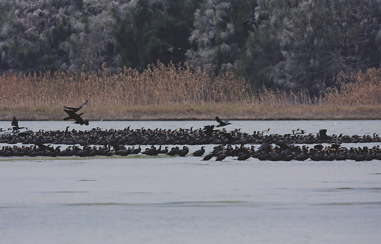 金門的慈湖是全球最大的鸕鶿越冬地之一／李文化攝
