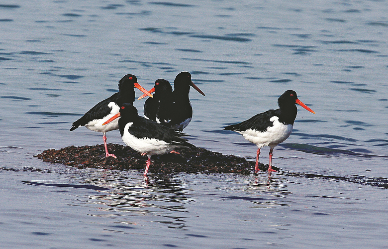 金門地區亦可看見蠣鴴／李文化攝