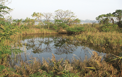 媲美保護區環境的廢棄魚塭／盧堅富攝