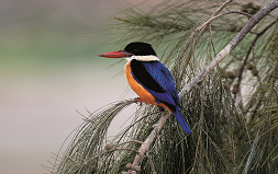 黑頭翡翠是金門稀有的冬候鳥／李文化攝