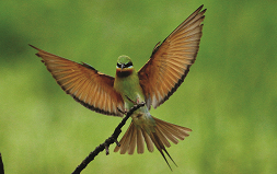 栗喉蜂虎／李文化攝