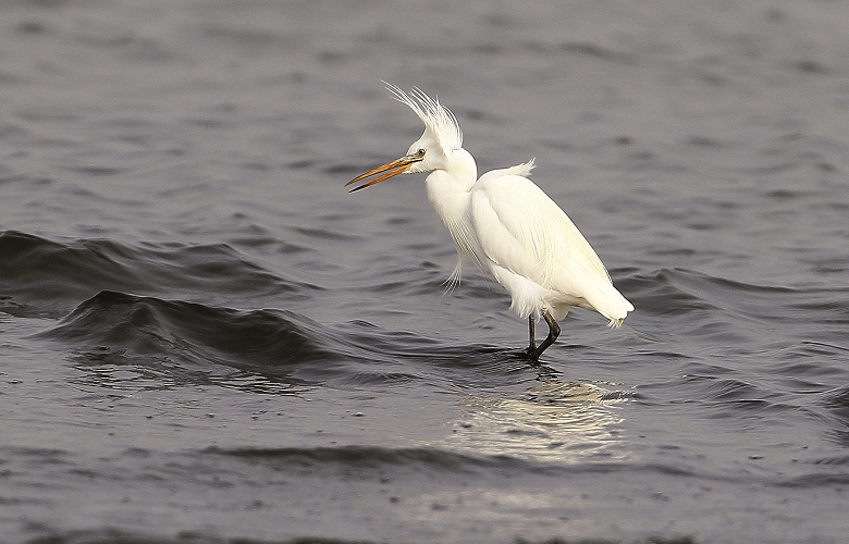 唐白鷺是過境鳥,通常出現於海岸潮間帶,在慈堤、浯江溪口一帶都有過紀錄/李文化攝