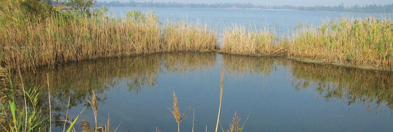 堤防斷裂的廢棄魚塭與慈湖水體已相連一氣／盧堅富攝