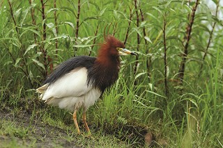 池鷺為冬候鳥，金門的夏天也可發現，但數量稀少／李文化攝 