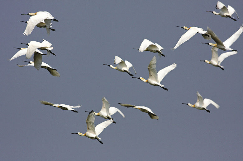 黑面琵鷺群／李文化攝