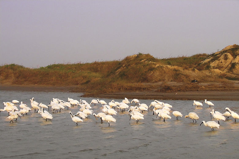 台江國家公園管理處與臺南大學合作在七股西校區實驗性鹹水淺坪養殖虱目魚，在收成後的魚池吸引大批黑面琵鷺聚集覓食剩下的雜魚蝦／陳尚欽攝 