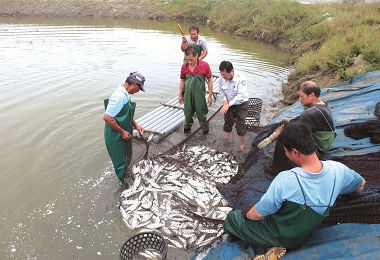 與漁民共同收成虱目魚情形／盧淑華攝