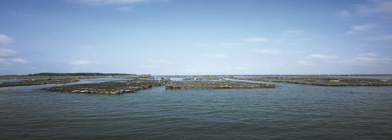 七股潟湖湖面上的蚵架與岸外沙洲／邱百合攝
