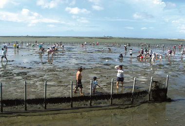 七股潟湖六孔站旁的泥灘濕地生產力高，適度 提供民眾體驗活動／高育屏攝 