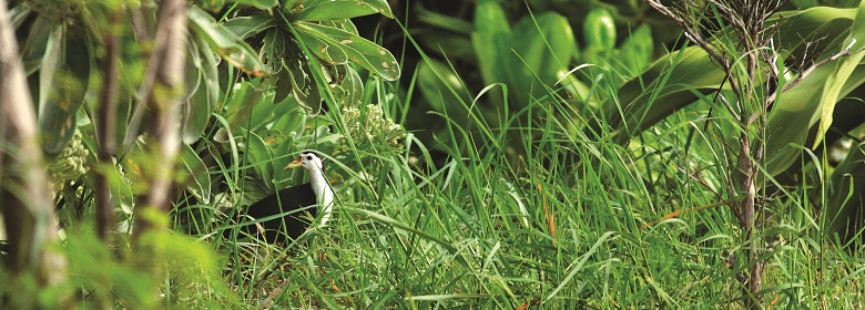 白腹秧雞是島上唯一的繁殖留鳥，習性害羞而隱密