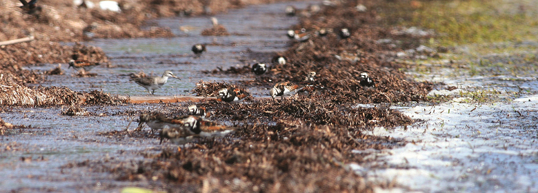 海草堆上覓食的水鳥群