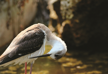 近到暴框的高蹺鴴是東沙島上常見的景象