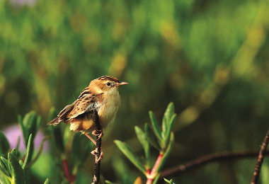 棕扇尾鶯為東沙島的過境鳥，可以毫無遮蔽地靠近