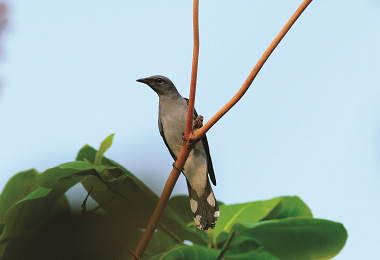 黑翅山椒鳥為東沙島上不普遍的過境鳥