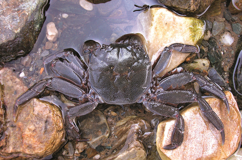 臺灣絨螯蟹（Eriocheir formosa ）體色青綠，俗稱青毛蟹，僅分布於臺灣東部沿岸流域的特有種絨螯蟹／張仁川攝