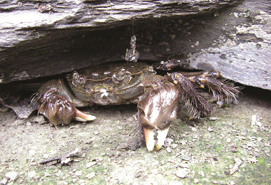 臺灣絨螯蟹頭胸甲扁平，易於躲藏石縫內／陳宏柏攝