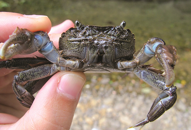 臺灣絨螯蟹螯足掌節僅背面覆土棕色絨毛、腹面無絨毛，鉗指特化為匙狀利於刮食藻類／黃智男攝 