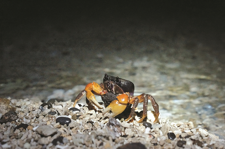香蕉灣毛足蟹／墾管處提供