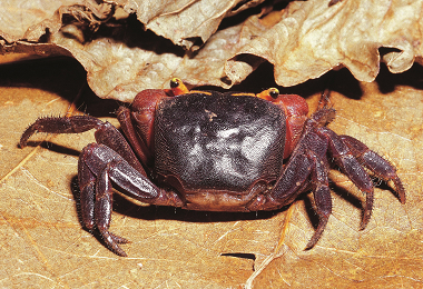 奧氏後相手蟹蛻殼前／何平合攝