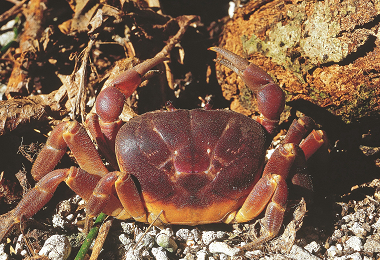 紫地蟹-1／何平合攝