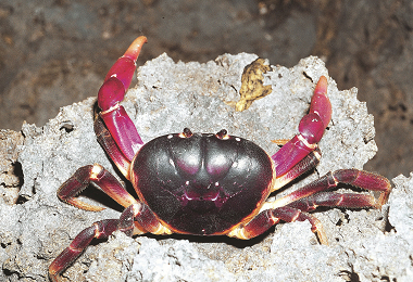 紫地蟹-2／何平合攝