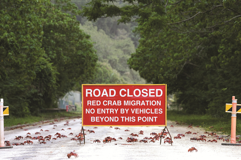 聖誕蟹／達志影像提供