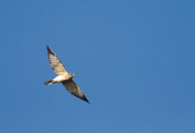 每年九月大量過境的生物—赤腹鷹