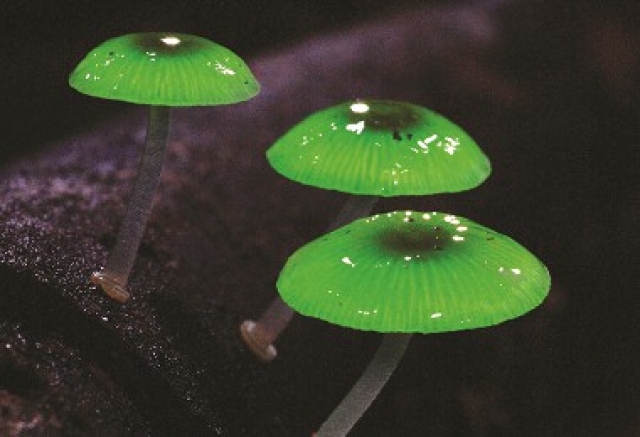 夜間生態遊程的重要生物—發光小菇