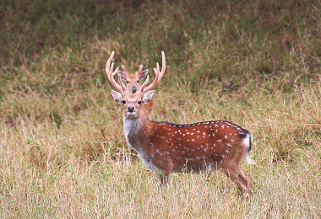 梅花鹿尋蹤遊程的重要生物—臺灣梅花鹿
