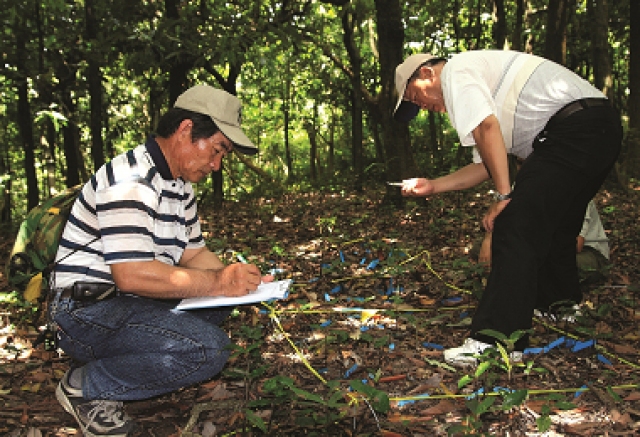 毛柿林小苗動態監測