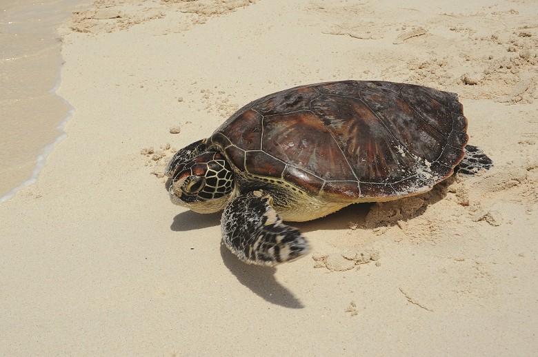 傷病海龜經救援後康復返回大海／海管處提供