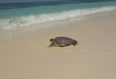 傷病海龜經救援後康復返回大海／海管處提供
