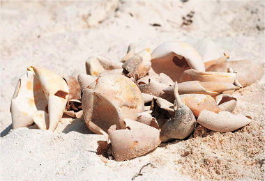 綠蠵龜上岸產卵經過50天的孵化，留下的海龜卵殼。 ／海管處提供 