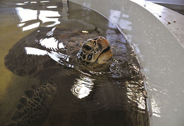 保育中心內緊急處理的綠蠵龜／海管處提供