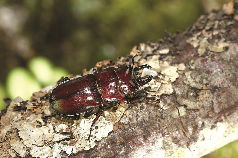 雄蟲的體色為褐色至棕褐色，在陽光的照射下體色會變成紅棕色／黃仕傑攝
