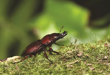 臺灣鬼鍬形蟲／黃仕傑攝