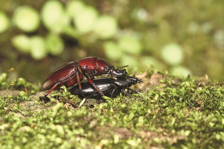 當雌蟲願意與雄蟲交配時，雄蟲會在雌蟲的上方，這個行為我們稱為護雌／黃仕傑攝