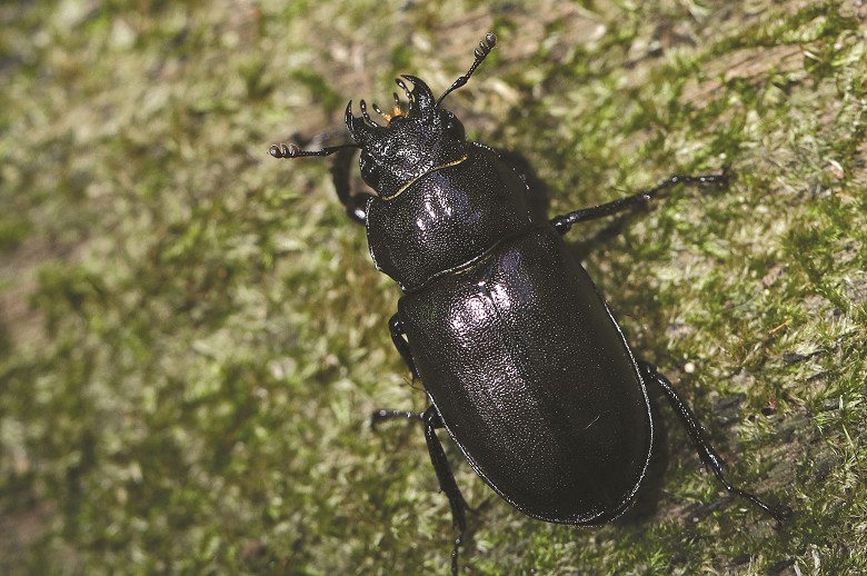 雪霸國家公園的林道上發現的臺灣鬼鍬形蟲雌蟲／黃仕傑攝
