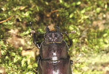 雌蟲的身體表面遍布著細小的刻點，牠那尖銳的大顎，方便 咬開已腐朽的木質產卵／黃仕傑攝 