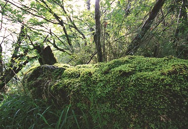 像這種表面長滿苔蘚的的倒木裡，可能就有臺灣鬼鍬型蟲的 幼蟲喔／黃仕傑攝 