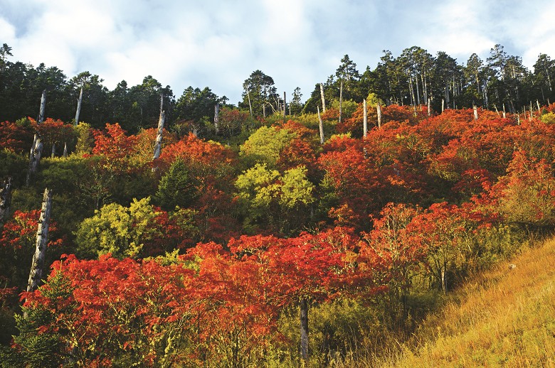 雪山十月豔紅／林軍佐攝