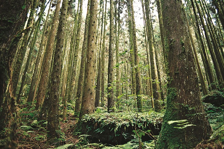生物多樣性／邱秉智攝