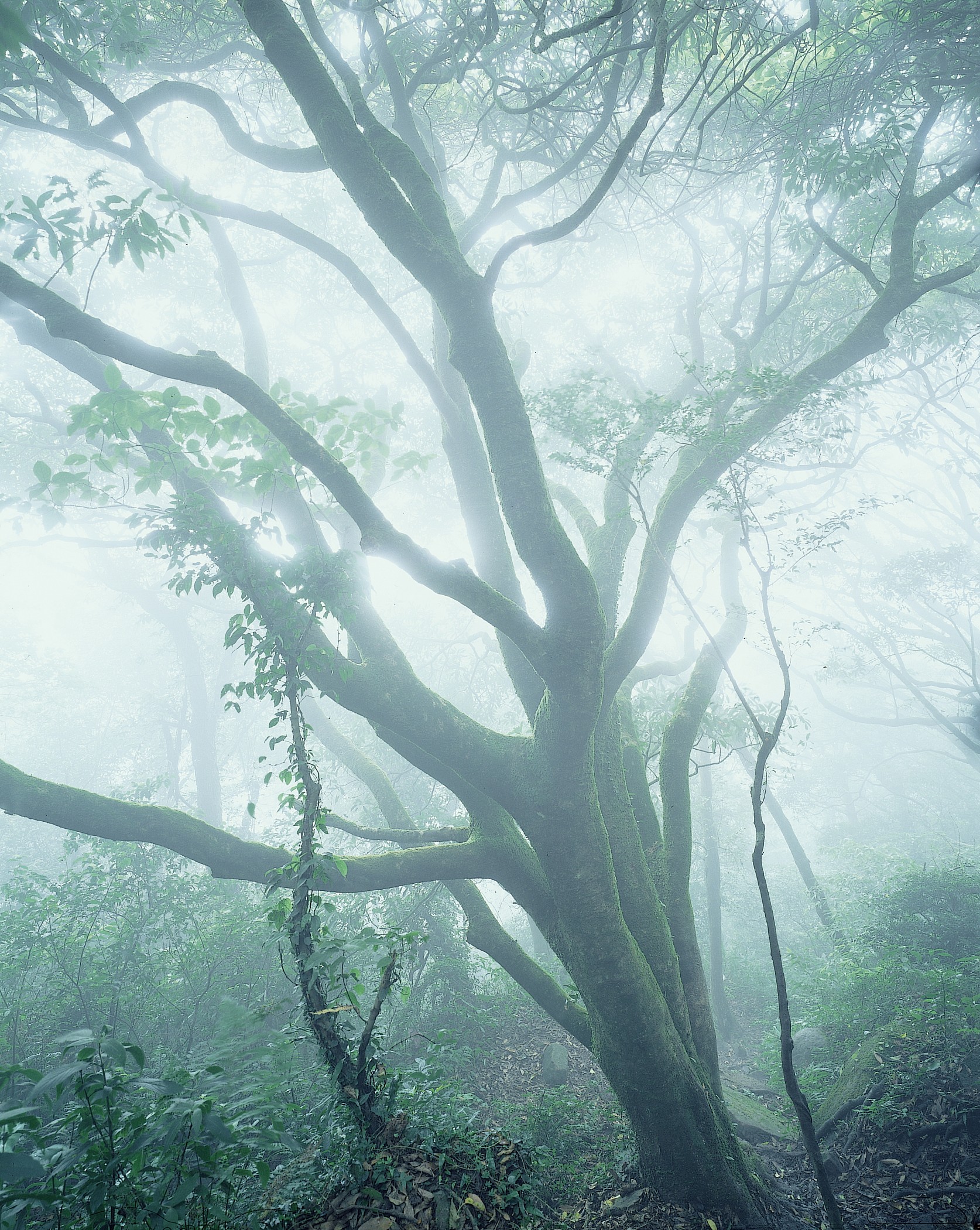 面天坪晨霧／安世中攝霧淞／林茂耀攝