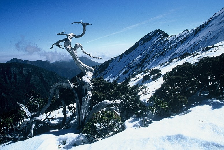 玉山圓柏／許景祺攝