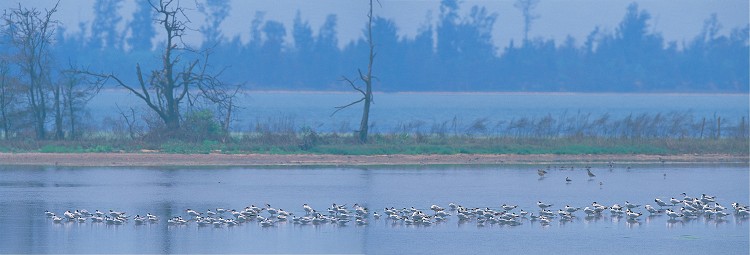 成群的燕鷗及裏海燕鷗隨著東北風來到金門／廖東坤攝