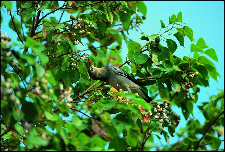 上：絲光椋鳥／廖東坤