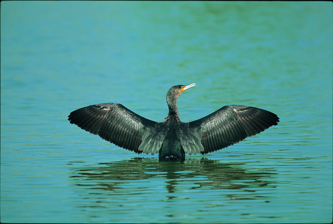 下：鸕鶿／廖東坤攝