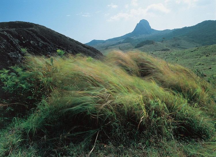 冬初，落山風在大尖山山腳下的原野吹出草浪／墾管處提供